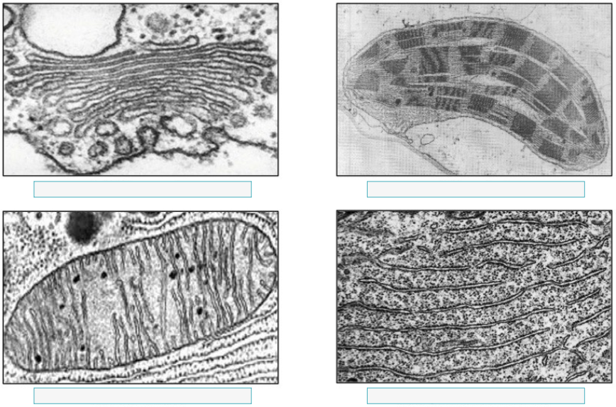 <p>Identify the organelles (2)</p>
