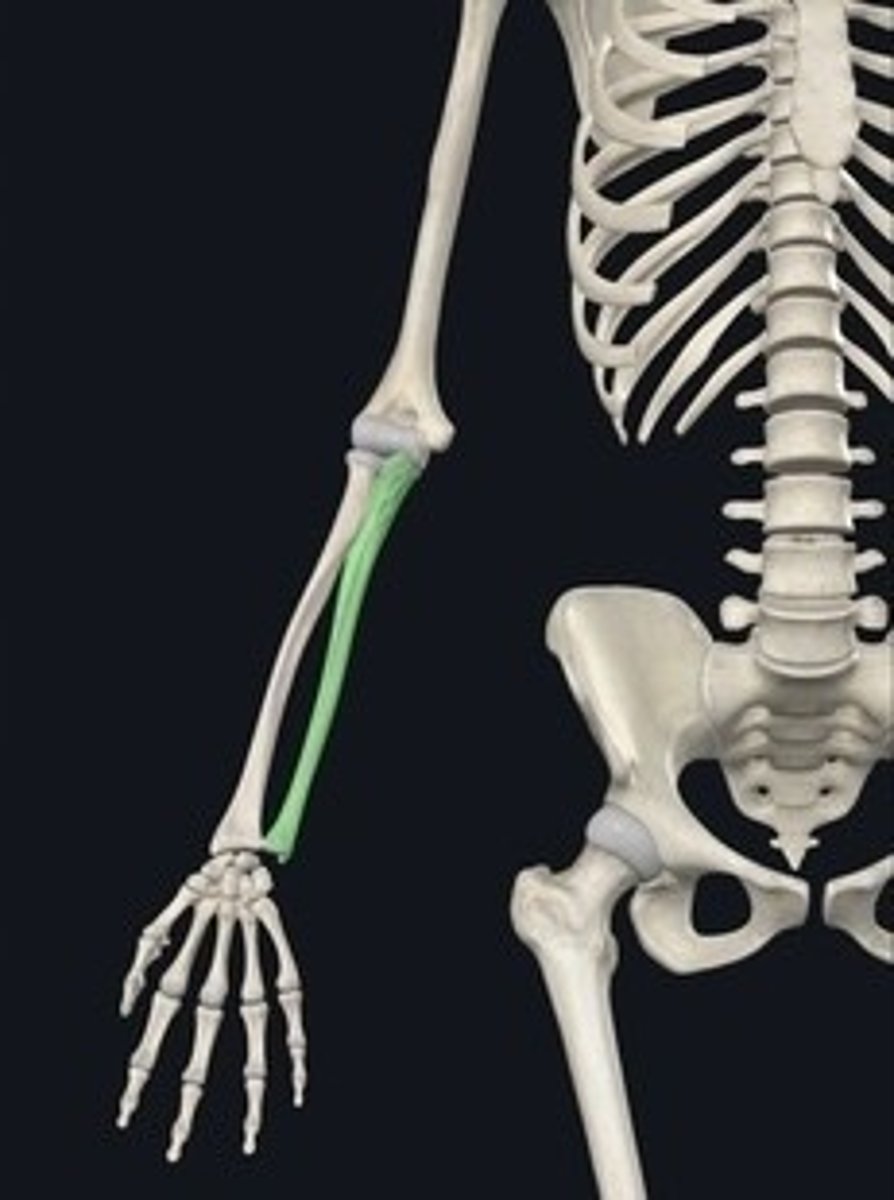 <p>Forearm bone on the inner side.</p>