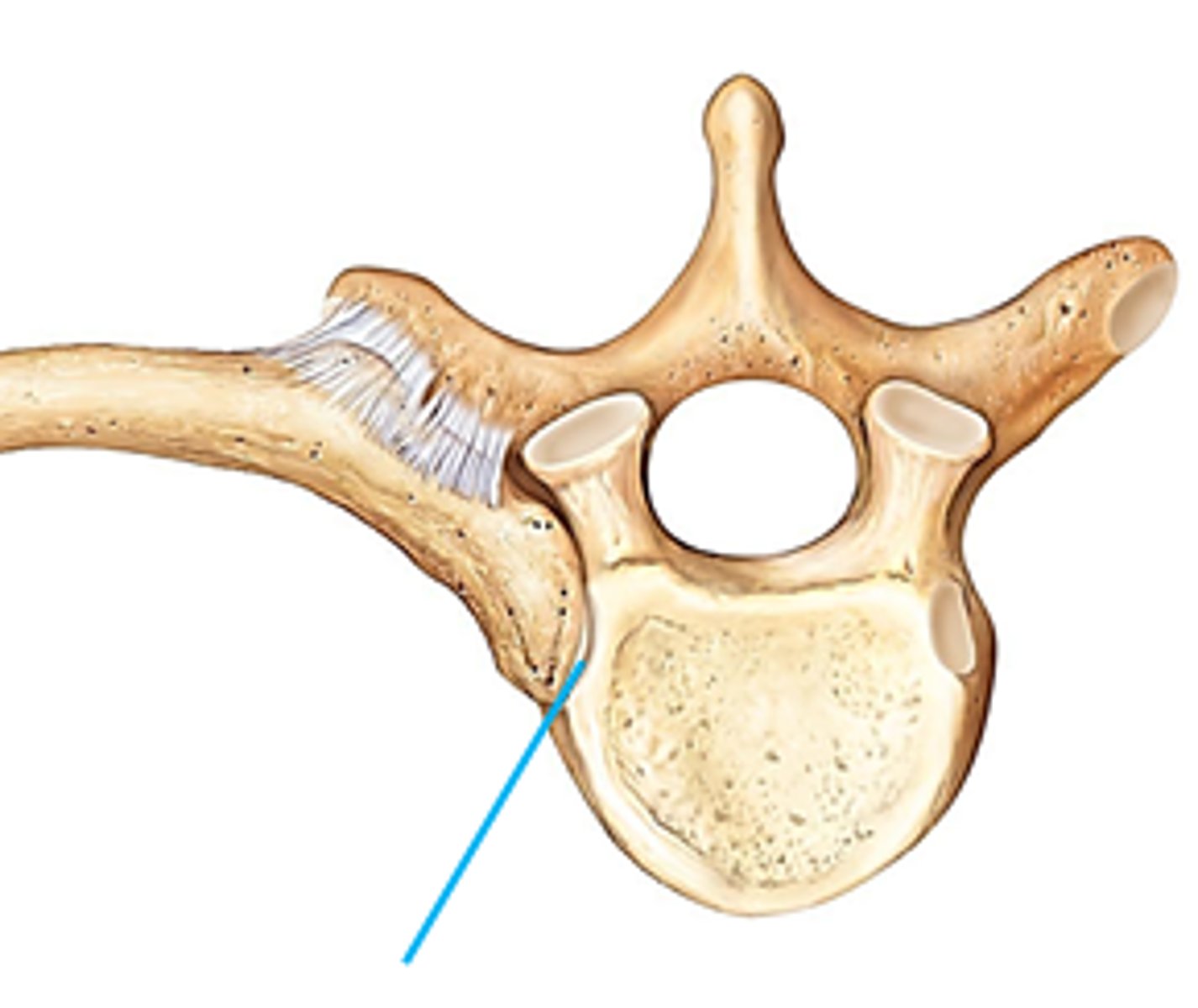 <p>formed on transverse process</p>