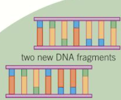<p>The result is 2 new DNA fragments.</p>