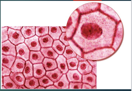 <p>cells are thin and flat</p><p>location: lines heart, blood vessels, alveoli of lungs</p><p>function: reduces friction, controls vessel permeability</p>