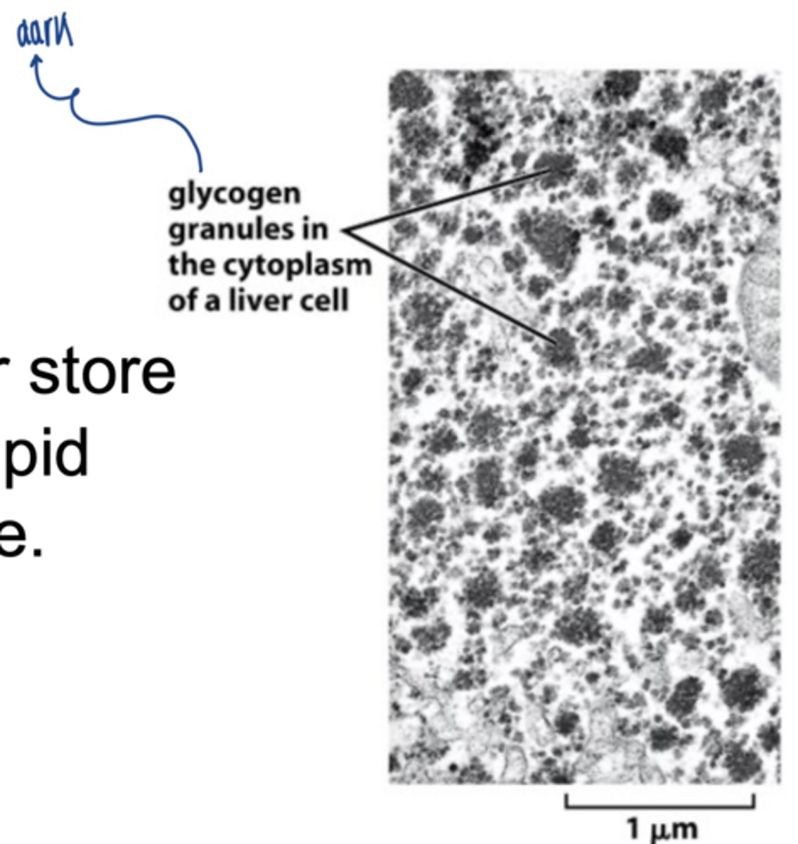 <p>primarily in:</p><p>liver → maintains blood glucose</p><p>skeletal muscle → used for muscle contraction</p>