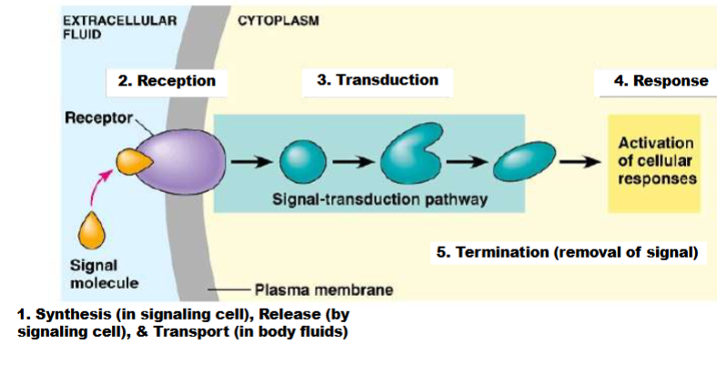 <ul><li><p>1) start in signalling cell, synthesis molecule, release it and moves through body fluids until it goes to cell</p></li><li><p>2) signalling molecule bind to receptor, change activity of receptor (change structure and function)</p></li><li><p>3) receptor receive info. and mod. in some way and mod. internal factors (usually mod other proteins)-signal transduction pathway</p></li><li><p>4) get target cell gets influenced to do something(change in enzyme activity or gene expression)</p></li><li><p>5) get rid of signal and shut down signal transduction pathway</p></li></ul><p></p>