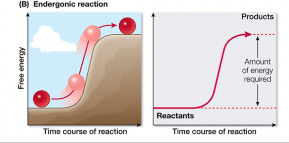 consume free energy (+∆G), anabolic (enter)