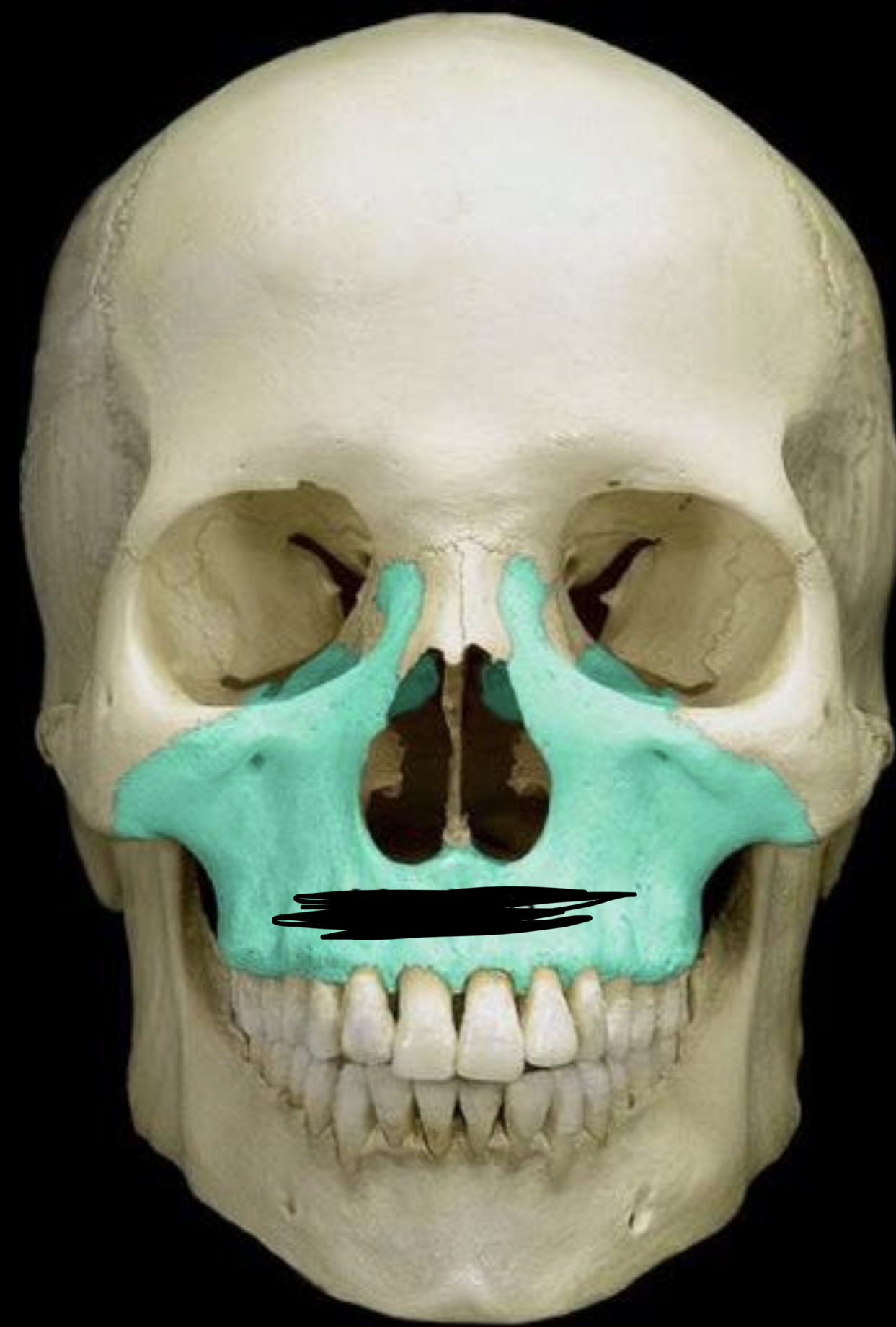 knowt flashcard image