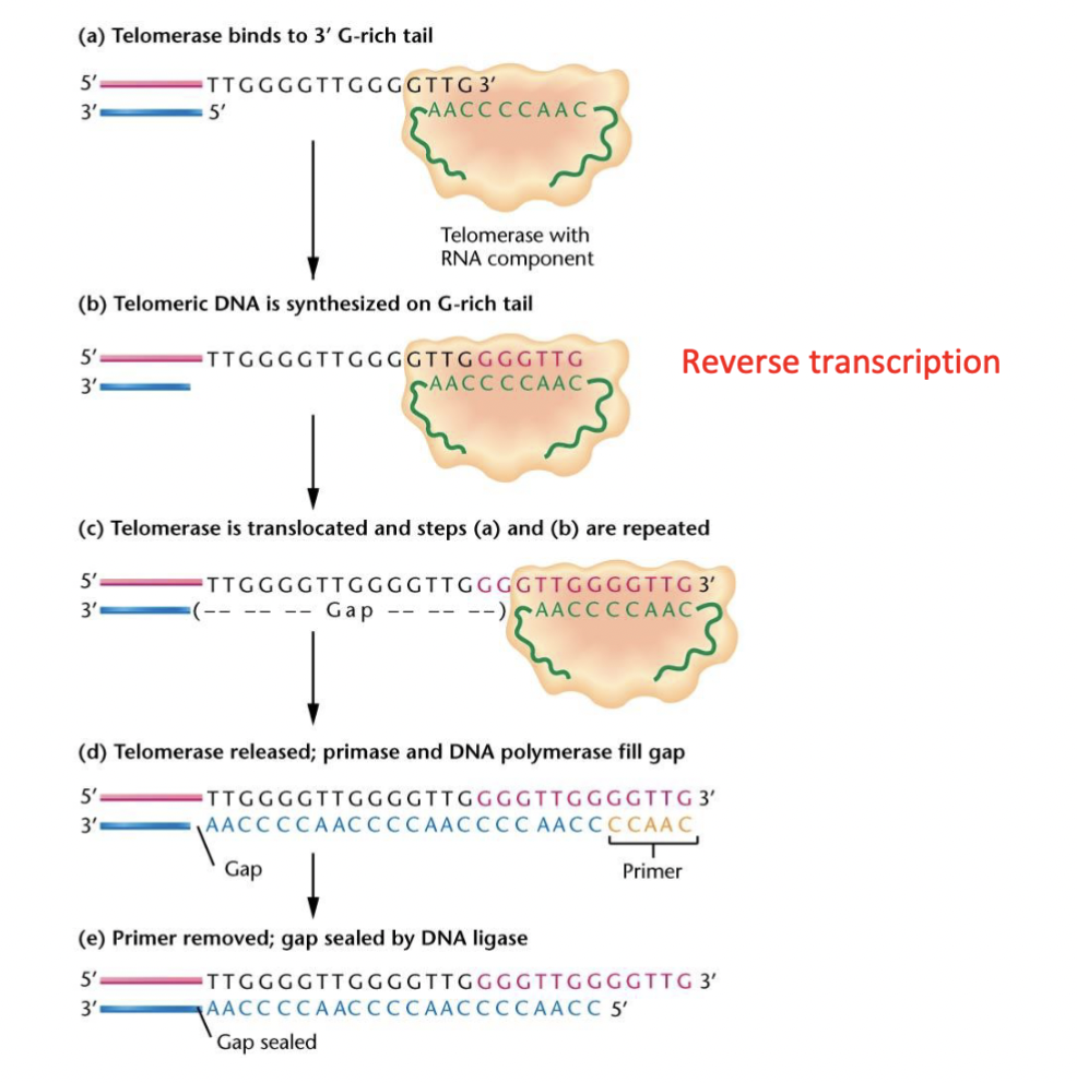 
1. telomerase that contains an RNA primer binds to 3’ G-rich tail 
2. telomeric DNA is synthesized on the G-rich tail via reverse transcription
3. telomerase is translocated (moves further along) and steps (1) and (2) are repeated
4. telomerase is released; primase and DNA polymerase fill gap 
5. primer removed; gap sealed by DNA ligase