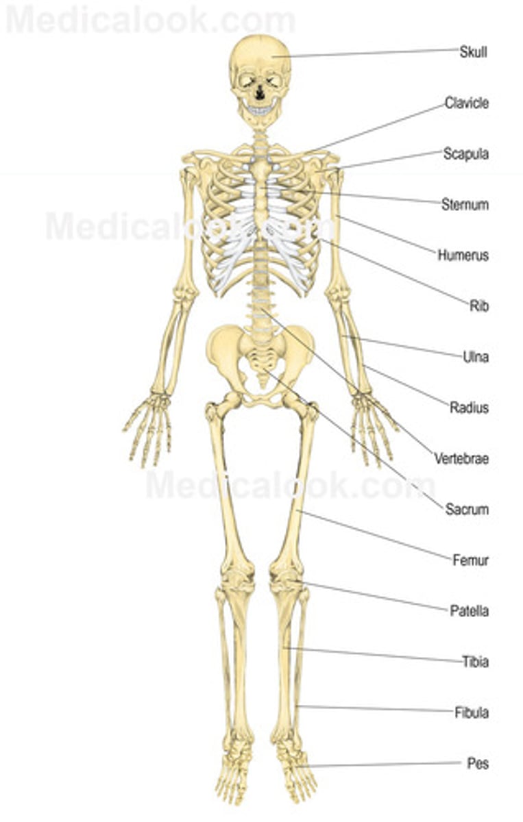 <p>Skeletal system</p>