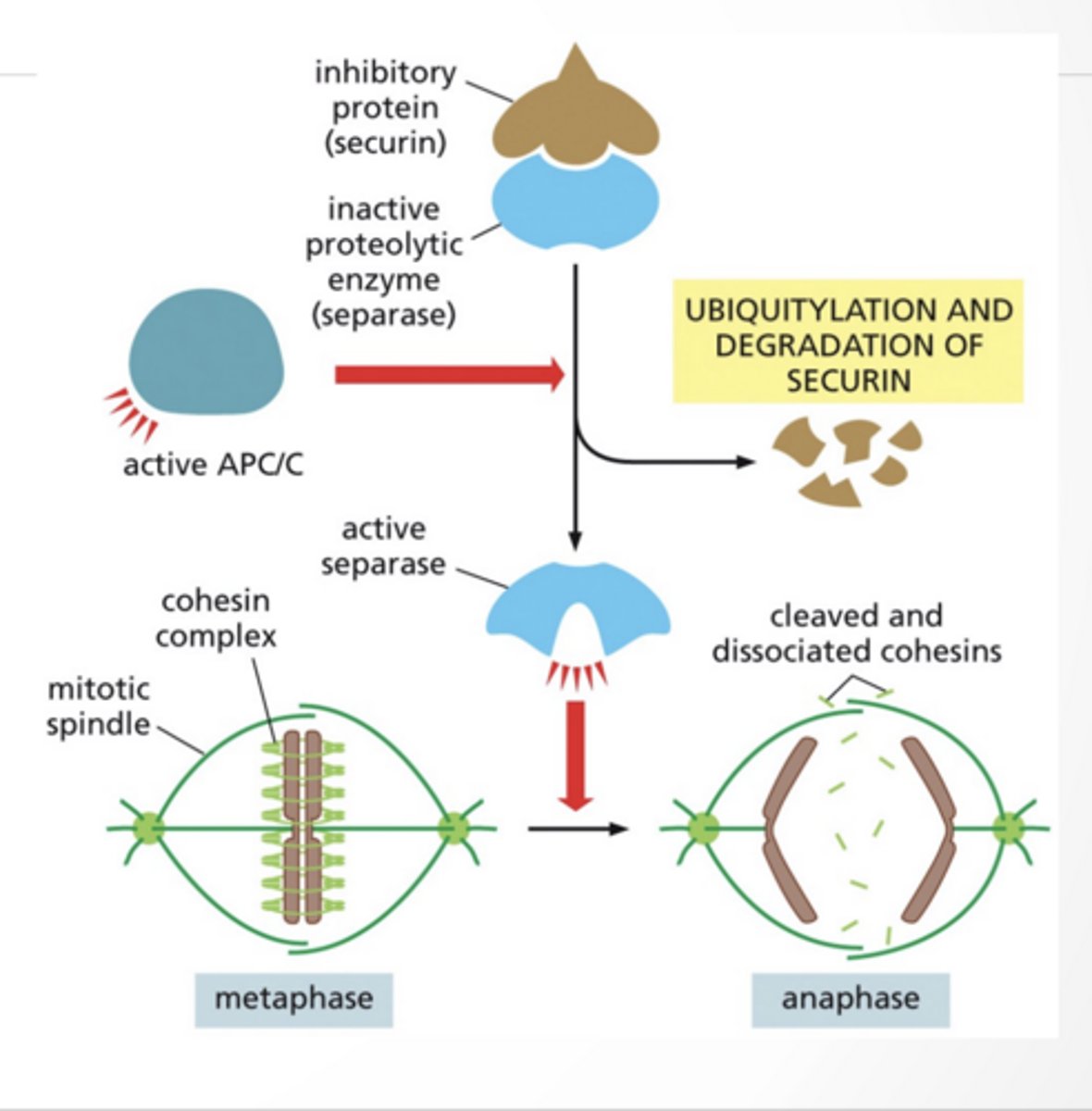 <p>PHOSPHORYLATION CONTROLS NUCLEAR MEMBRANE BREAKDOWN</p><p>membrane breaks apart</p><p>MICROTUBULES BIND TO THE KINETOCHORE</p><p>ANAPHASE REGULATION</p><p>ANAPHASE A: chromosomes are pulled poleward</p><p>APC/C complex:</p><p>ubiquitinates securin</p><p>securin gets destroyed</p><p>separase becomes active then cuts cohesin (the glue holding chromatids)</p><p>chromosomes separate</p>