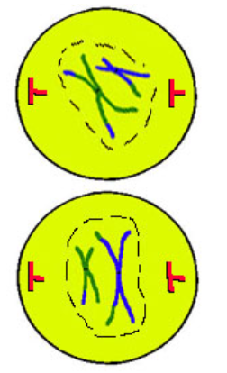 <p>1 - before the same except no crossing</p><ul><li><p>DNA begins to condense from chromatin → chromosomes/chromatid and line up with homologous pairs → (no more crossing)</p></li></ul><ul><li><p>nuclear membrane + nucleolus dissolves</p></li><li><p>centrioles grow spindle fibers + push centrioles to poles</p></li></ul><p></p>