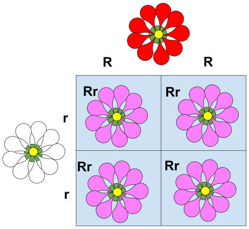 <p>What is this an example of?</p>