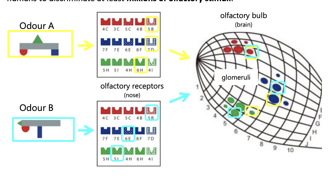 <ol><li><p>a given chemical or mix of chemicals might stimulate a unique subset of 350 different receptor proteins/cells/ gloermuli</p></li><li><p>forms the basis of a powerful <strong>‘combinatorial code’</strong></p></li><li><p>Allows humans to dicriminante at least millions of olfactory stimuli</p></li></ol><p></p>