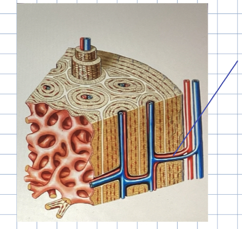 <ul><li><p><mark data-color="#f3f3f3" style="background-color: rgb(243, 243, 243); color: inherit;">perpendicular to the surface of the blood vessels</mark></p></li><li><p><mark data-color="#f3f3f3" style="background-color: rgb(243, 243, 243); color: inherit;">designed to give blood to deeper osteons</mark></p></li></ul><p></p>