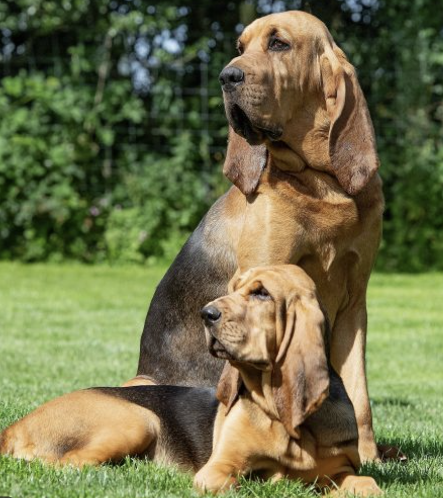 <ul><li><p>Scent Hound category</p></li><li><p>large, floppy ears stir up leaves → excellent nose </p></li><li><p>bad eyesight </p></li><li><p>Colors: black and tan, liver and tan, and red </p></li></ul><p></p>