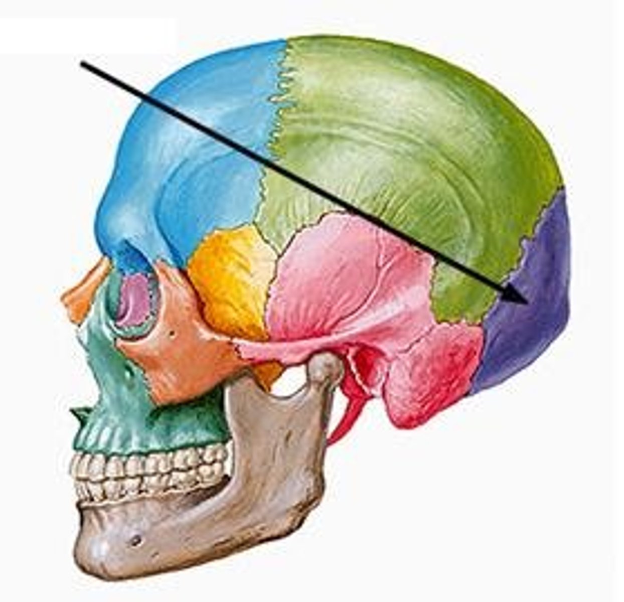<p>Back of lower skull</p>