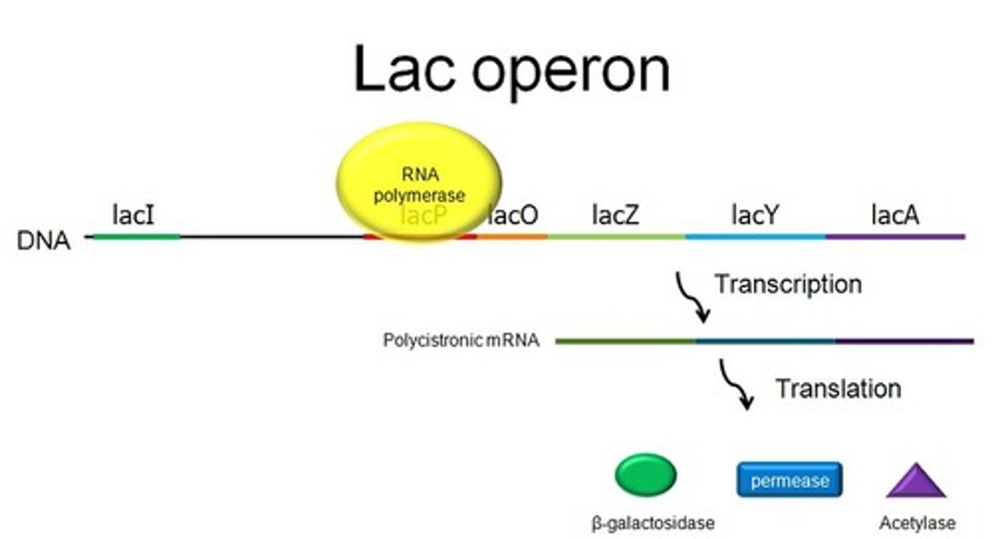 <p>lac operon</p>