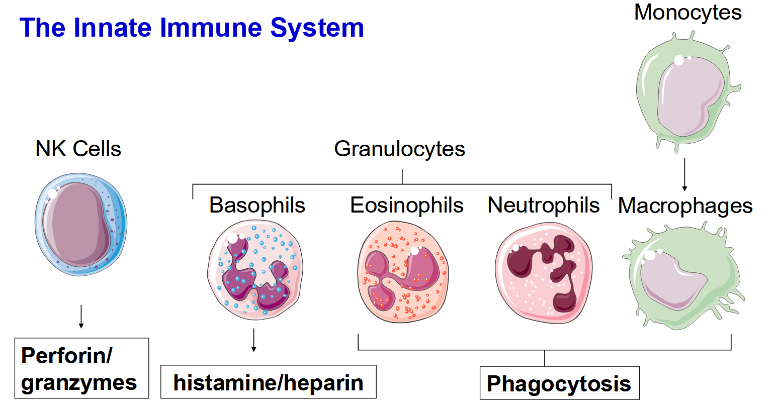 <p>The innate immune system acts on a large range of pathogens with similar molecules present on their surface</p>