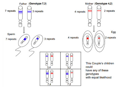 <ul><li><p>If the father has 7 repeats in one chromosome and 3 repeats in the other, it will be inherited by the sperm whose genotype will be 7,3</p></li><li><p>If the mother has 4 repeats in one chromosome and 2 repeats in the other, it will be inherited by the egg whose genotype will be 4,2</p></li><li><p>The children of this couple will then have equal likelihood to have a genotype with any combination of these repeats</p></li></ul><p></p>