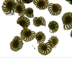 <p>possess a test (shell-like hardened structure outside the cell) made of calcium carbonate.</p>