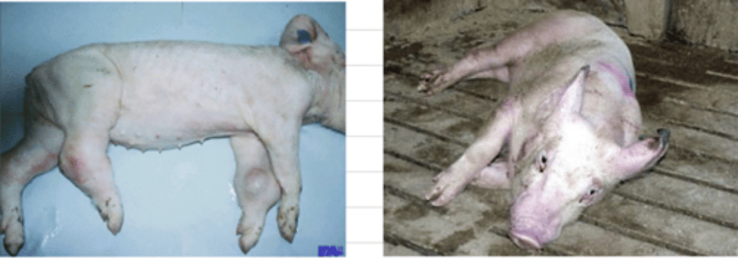 <p>what bacteria caused this?</p>