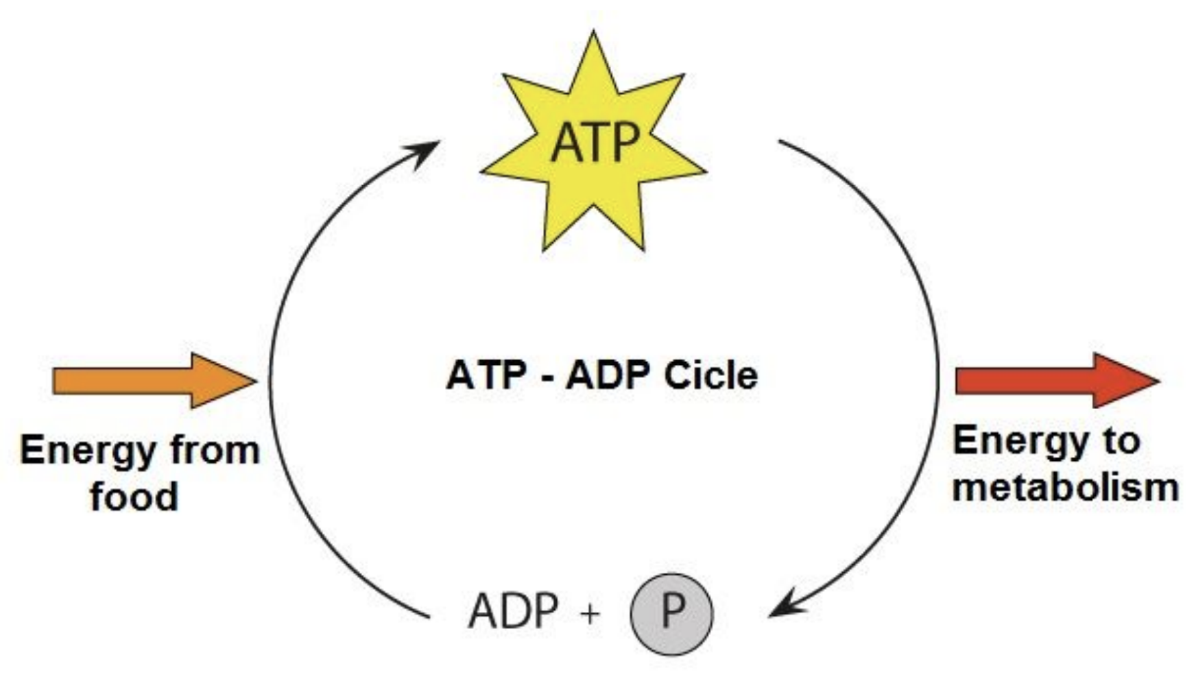 <ul><li><p>ATP is broken down into ADP and Phosphate (P)</p></li><li><p>Used as energy for working muscles</p></li><li><p>Allows actin and myosin to do their work</p></li><li><p>ATP is continually resynthesized</p><ul><li><p>With more food</p></li></ul></li></ul><p></p>