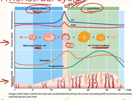 <p>Estrogen and progesterone are always the ones at the bottom<br>It means that the lady didn’t get pregnant</p>