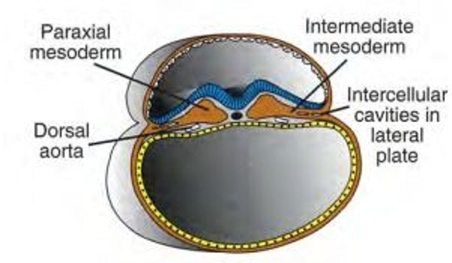<p>The mesoderm splits into regions: *paraxial, intermediate, and lateral plate mesoderm*, each forming specific tissues.</p>