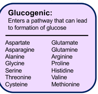 <p>Glucogenic </p>