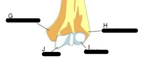 <p>Humerus ( lower )</p>