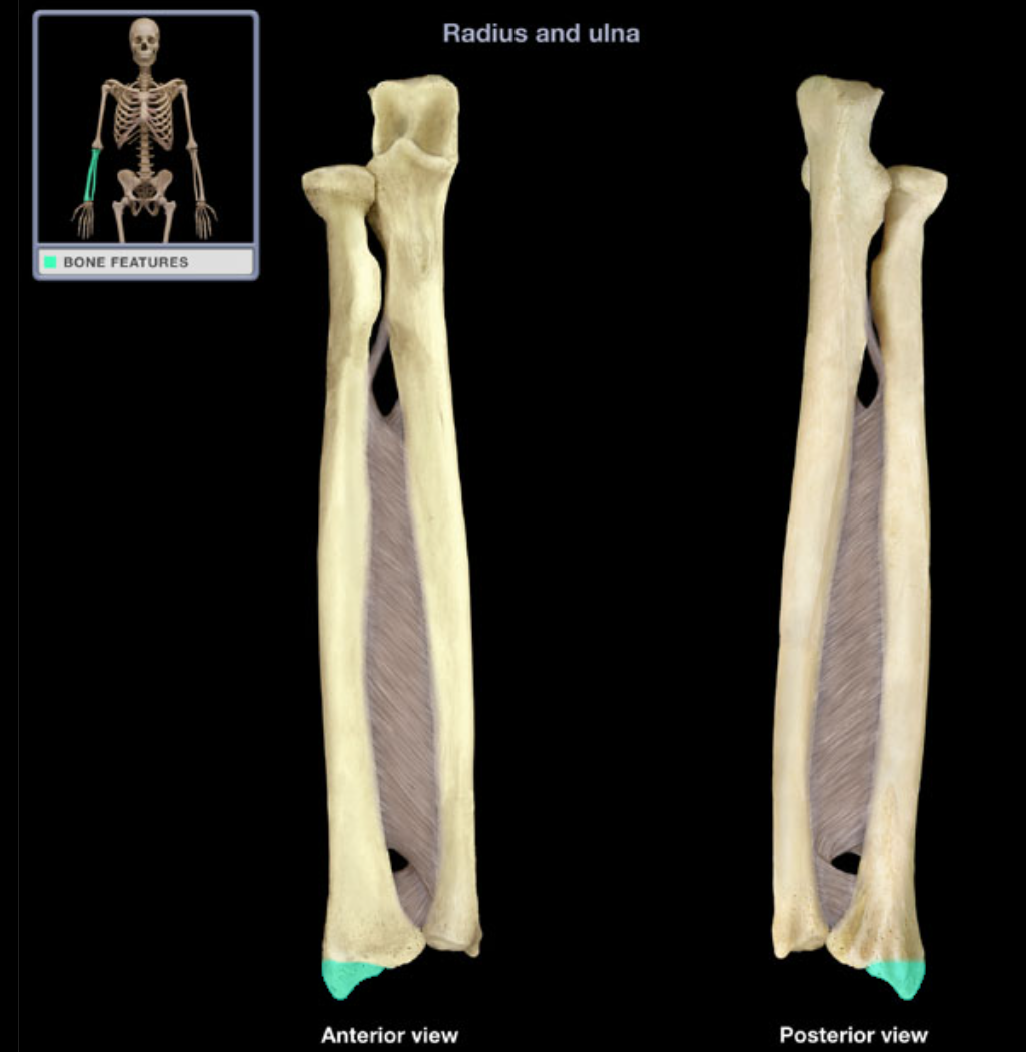 <p>Provides attachment for muscles (pointed distal projection)</p>