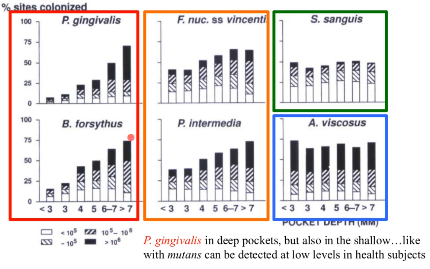 <p>the % of sites colonized by 6 subgingival species at selected pocket depths</p><ul><li><p>S. sanguis and A.vsicosus</p><ul><li><p>regardless of pocket depth they are there and not really changing</p></li></ul></li><li><p>F. nuc. ss vincentii and P. intermedia (orange)</p><ul><li><p>still present in shallow pocket depths but increase as u get to deeper depths</p></li></ul></li><li><p>B. forsythus and P. gingivalis (red)</p><ul><li><p>still exist in shallow but even more prevalent in deeper depths</p></li></ul></li></ul><p></p><p>*orange and red are what cause disease and are found primarily in the deep pockets and are the g- anerobic bacteria that are mentioned</p><p></p>