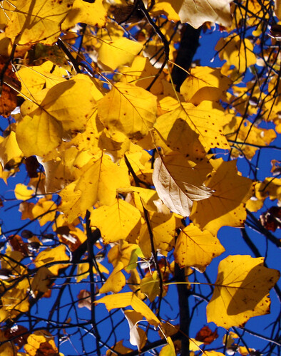 <p>(Liriodendron tulipifera)</p>