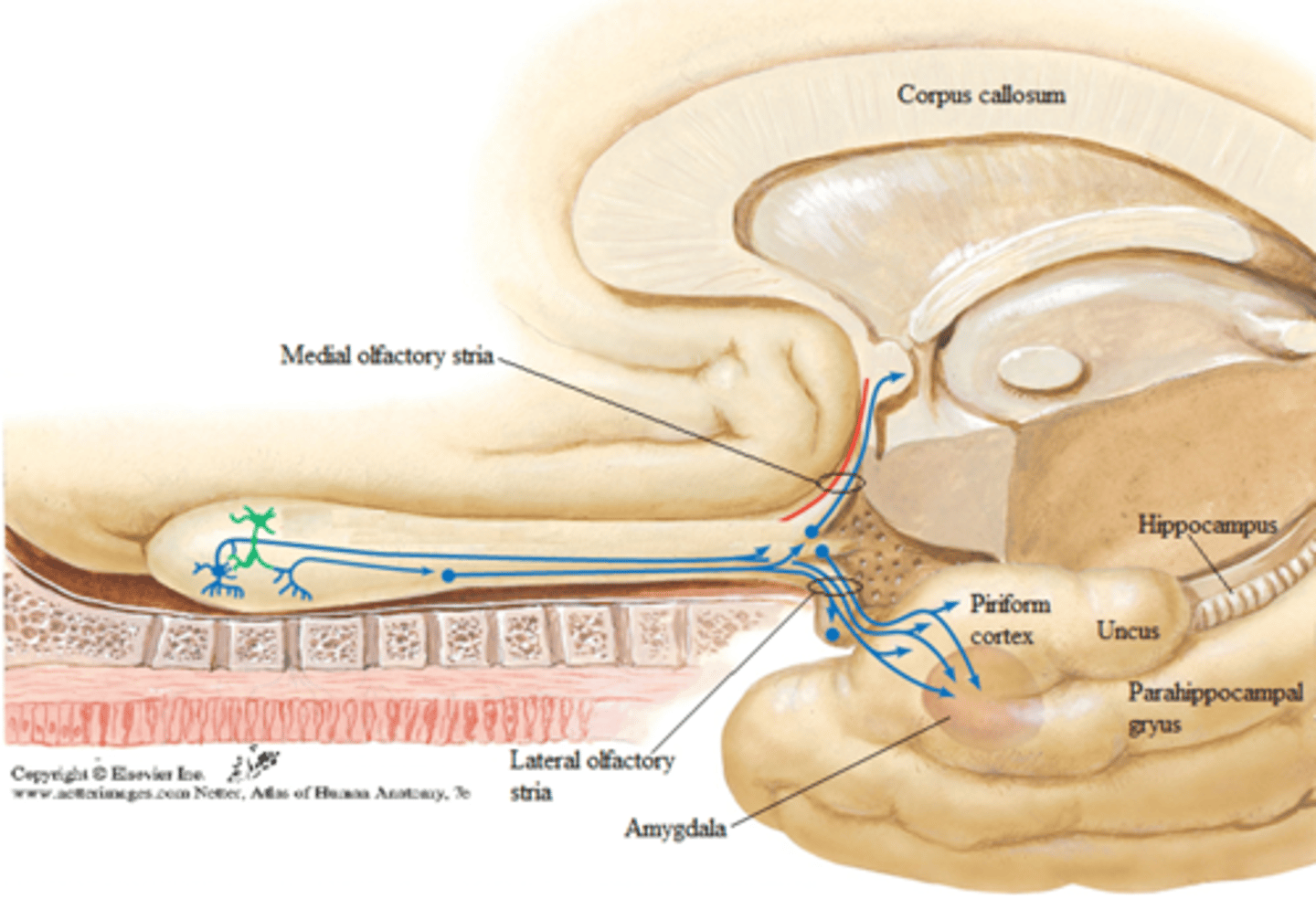 <p>true; these cells will not stop in the thalamus like all other sensory neurons</p>