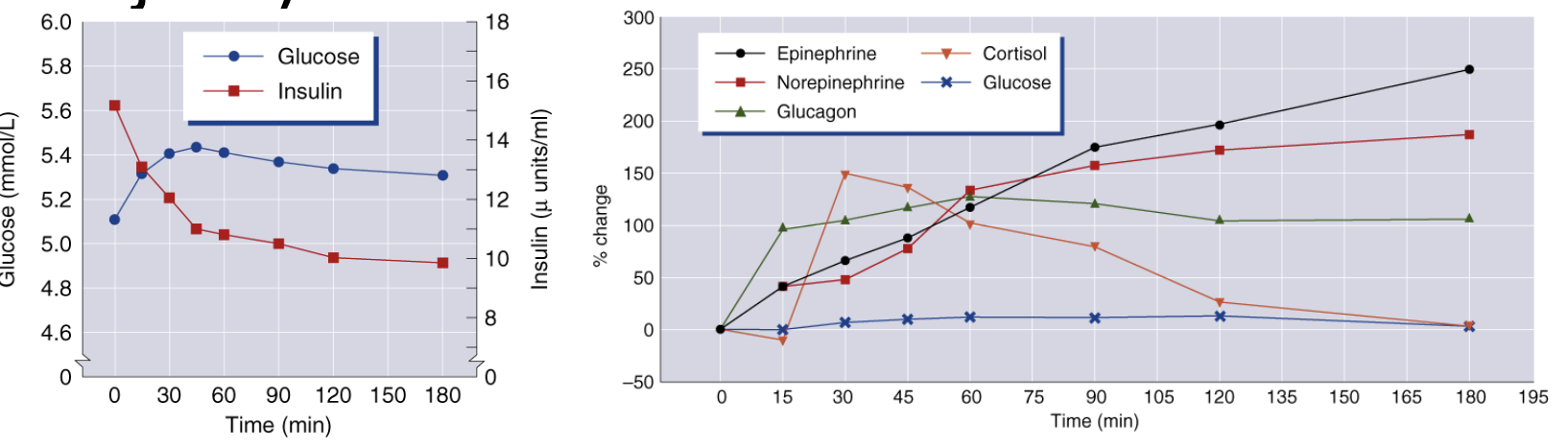 <p>In order to maintain blood glucose: insulin levels DECREASE while counter-regulatory hormone levels INCREASE </p>