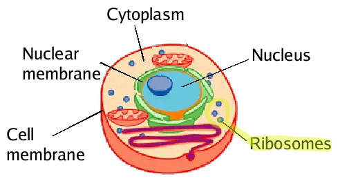 <p>Found on the rough ER and in the cytoplasm, sites of protein synthesis. </p>