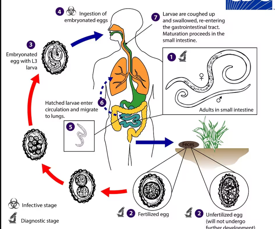 <p>Ascaris lumbricoides </p>