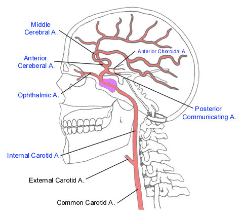 <p>Internal cerebral artery entry + branches</p>