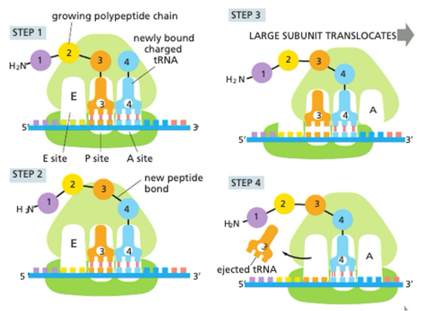 <ol><li><p>tRNA ‘charged’ with amino acid form base pair with complementary codon on mRNA</p></li><li><p>A + P sites very close - no base between</p></li><li><p>peptidyl transferase activity</p></li><li><p>large subunit translocate relative to smal subunit</p></li><li><p>position tRNA into exit site</p></li><li><p>small subunit translocate exactly 3 bases back to original position</p></li></ol><p></p>