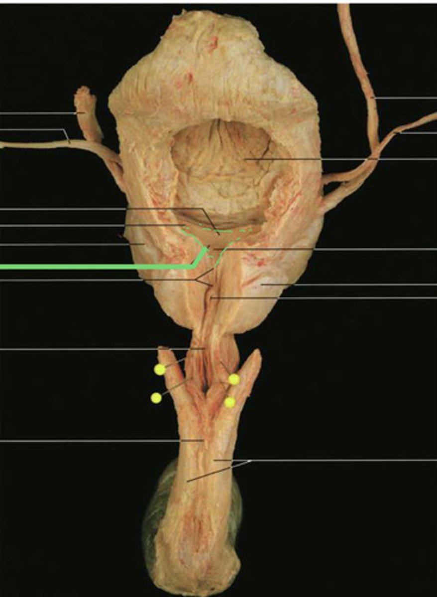 <p>uitmonding van de ureter</p>