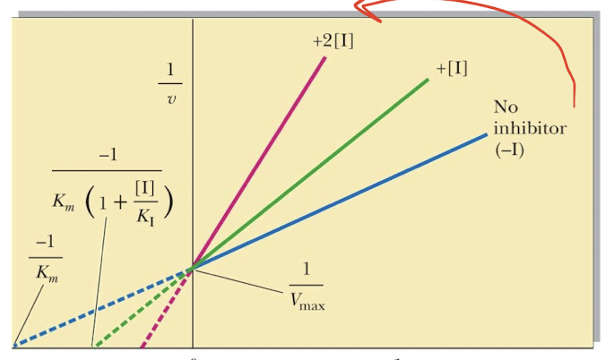 <p>Inhibitors do not effect E’s ability to catalyze a reaction</p>