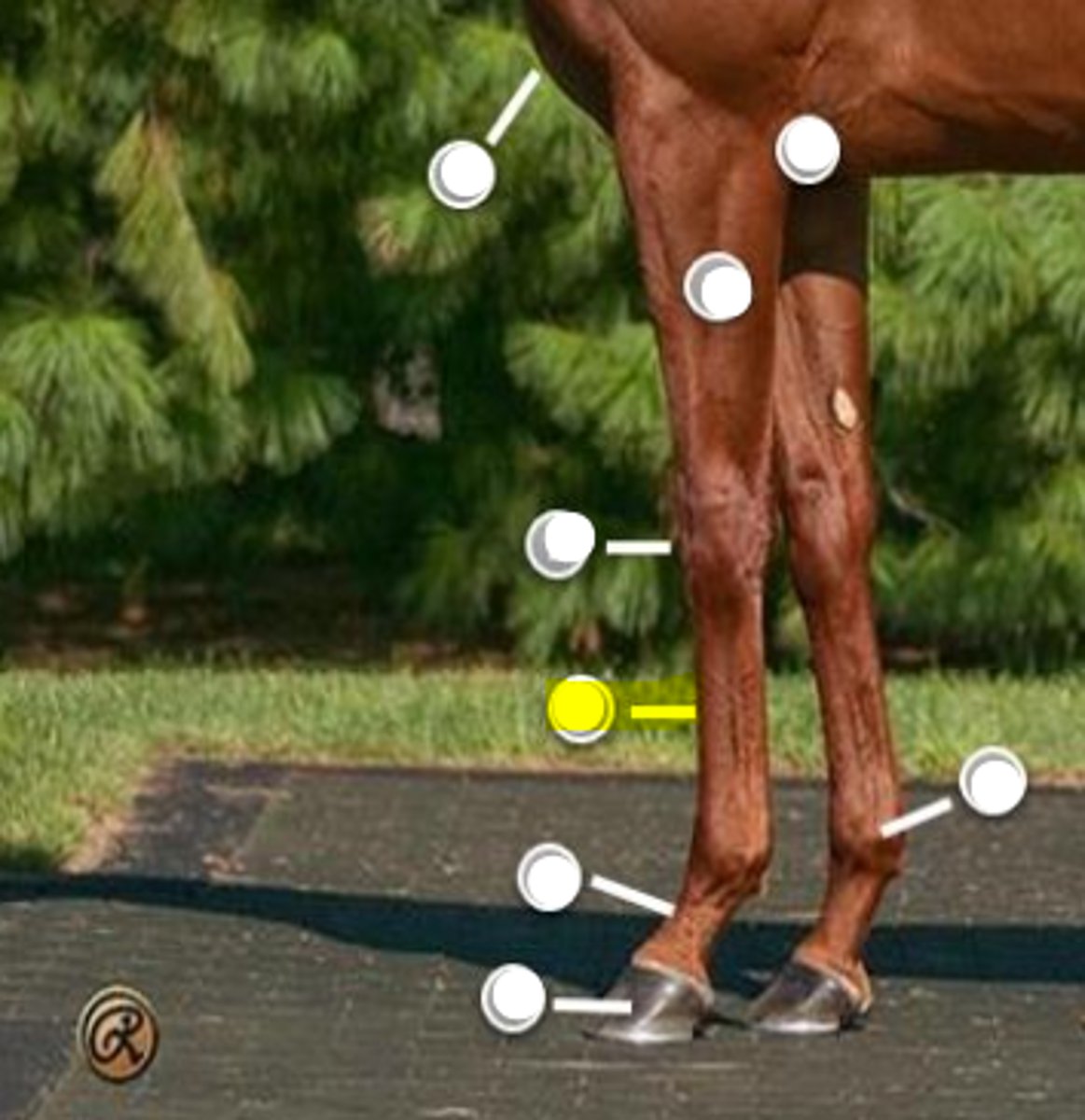<p>What is body part is indicated on the image</p>
