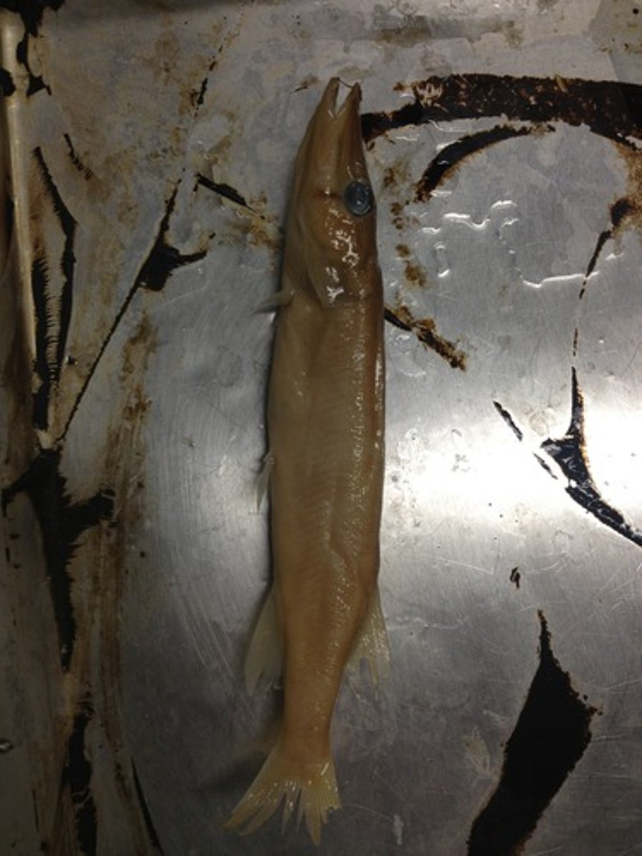 <p>Elongated, flattened, slender, streamlined, pan, fusiform, broad</p>