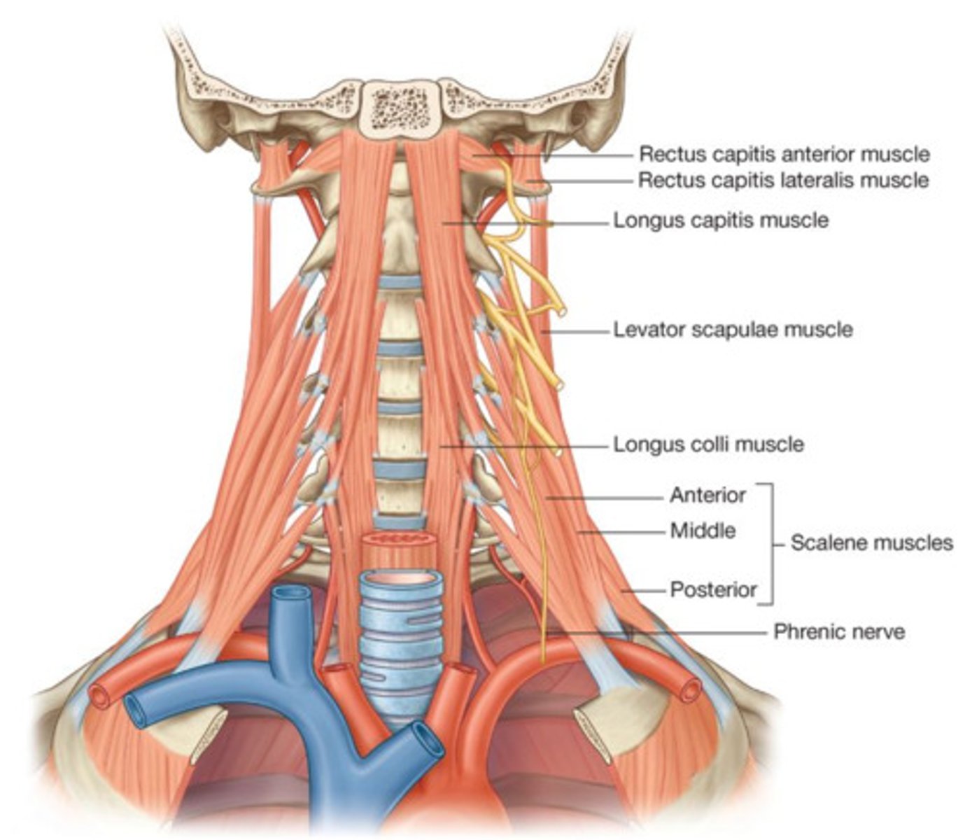 <p>longus colli</p><p>longus capitis</p><p>rectus capitis anterior</p><p>rectus capitis lateralis</p><p>anterior scalene</p><p>middle scalene</p><p>posterior scalene</p>