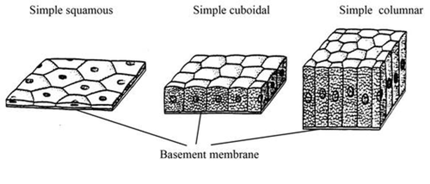<p>Cubiodal - Cube shaped cells</p><p>Columnar - long and thin</p><p>Squamous - flat and scalelike</p>