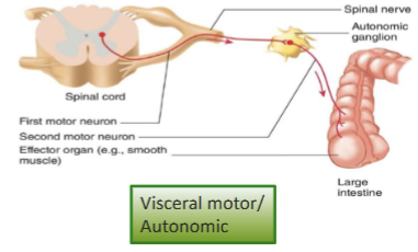 <p>carries signals to glands, cardiac and smooth muscle and produces involuntary visceral reflexes<br>Consists of sympathetic and parasympathetic divisions</p>