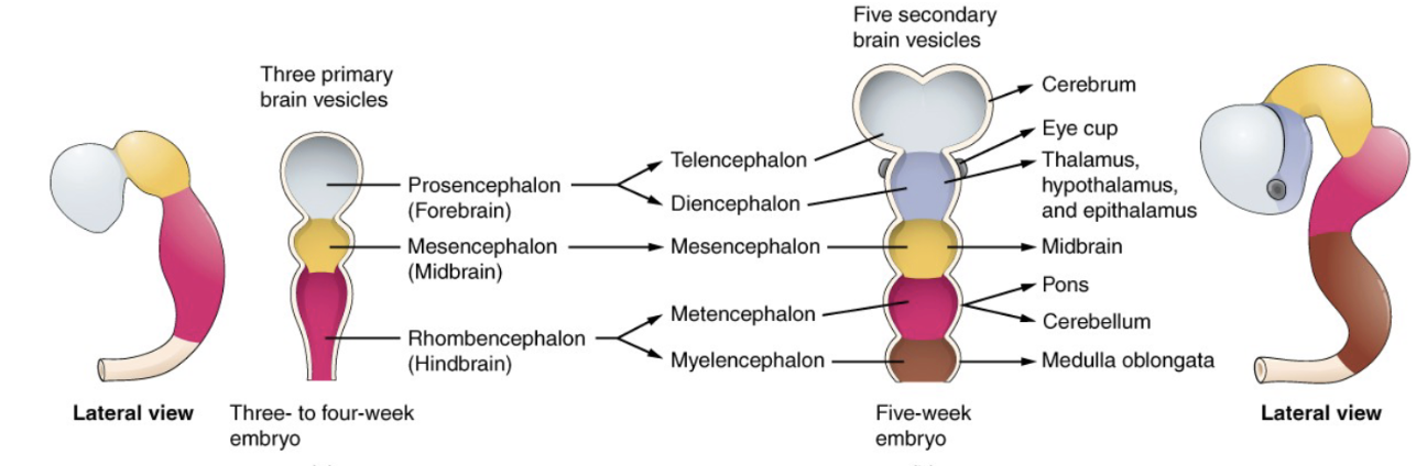 <p>V. 3 finns det 3 primära hjärnvesiklar; prosencephalon, mesencephalon och rhombencephalon. V.5 blir det 5 sekundära hjärnvesiklar;</p><ul><li><p><strong>Telencephalon</strong>: blir till cerebrum (storhjärnan)</p></li><li><p><strong>Diencephalon</strong>: Blir till ögonbägare, thalamus, hypothalamus och epithalamus</p></li><li><p><strong>Mesencephalon</strong>: Blir till mellanhjärnan</p></li><li><p><strong>Metencephalon</strong>: Cerebellum och pons</p></li><li><p><strong>Myelencephalon</strong>: Medulla oblongata</p></li></ul><p></p>