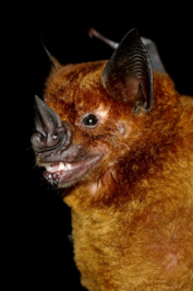 <p>Greater Spear-Nosed Bat </p>