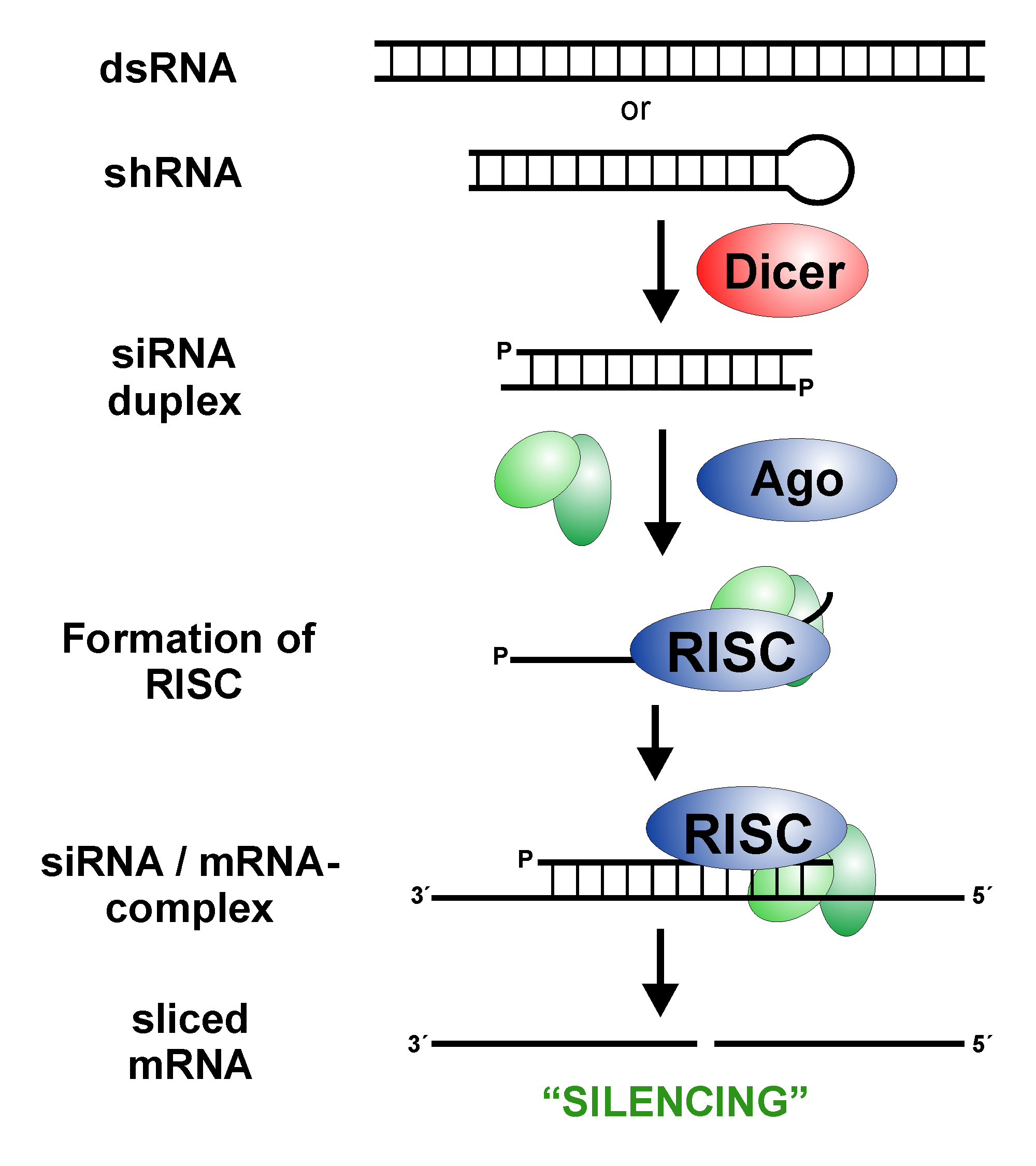 <p>● Inhibition of translation of mRNA produced from target genes, by RNA molecules eg. siRNA, miRNA</p><p>● This inhibits expression of (silencing) a target gene</p><p>-This happens in eukaryotes and some prokaryotes<br></p><p>(<strong><mark>Biological process where small RNA molecules, called small interfering RNAs (siRNAs), bind to and inhibit the translation of complementary messenger RNA (mRNA) molecules, effectively silencing gene expression</mark></strong><span>.)</span></p>