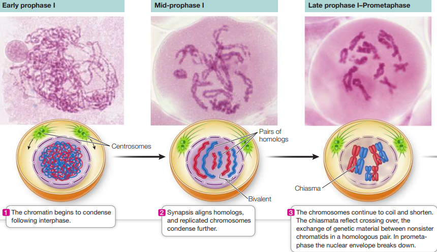 <ul><li><p>chromatin begins to condense</p></li><li><p>Homologous chromosomes pair and adhere along their lengths in a process called synapsis</p></li><li><p>Crossing over (exchanging genetic material) between homologous chromosomes occur which can be seen as chiasmata, resulting in recombinant chromatids which increases genetic variation among the products of meiosis </p></li></ul><p></p>