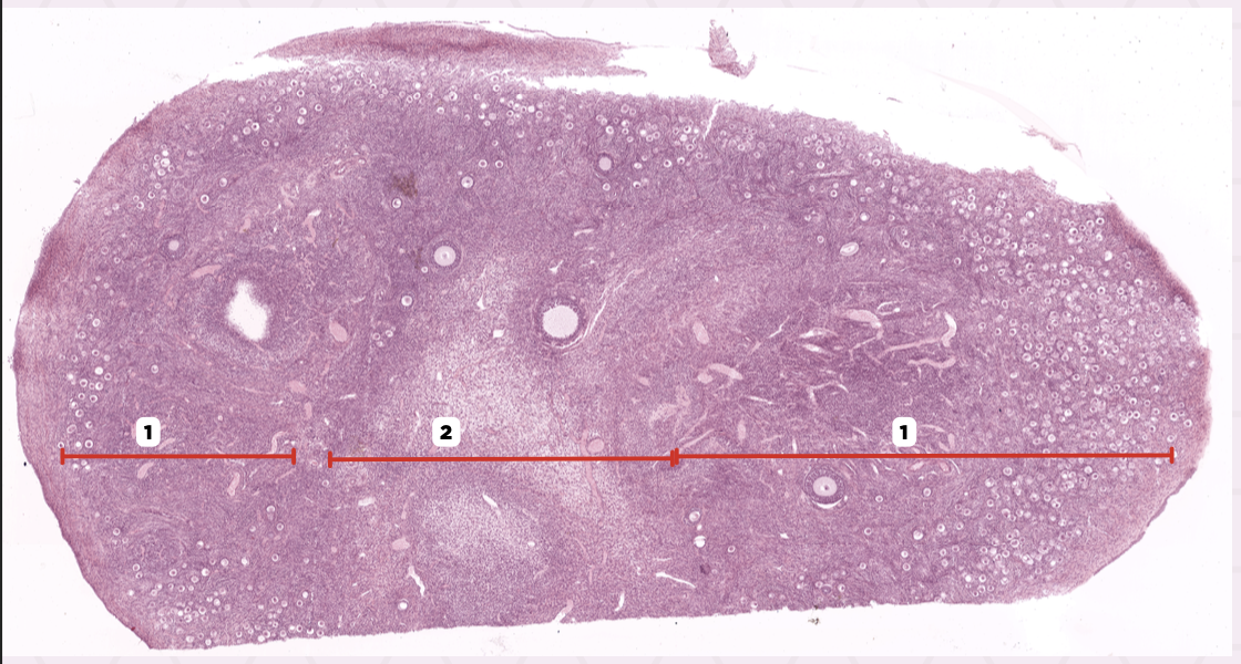 <p>Identify the structure labeled as 2.</p>