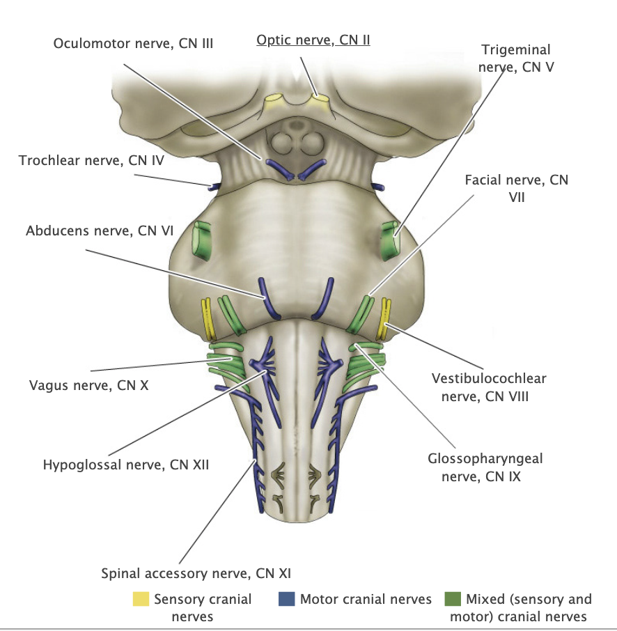 <p>Optic nerve, Il</p>